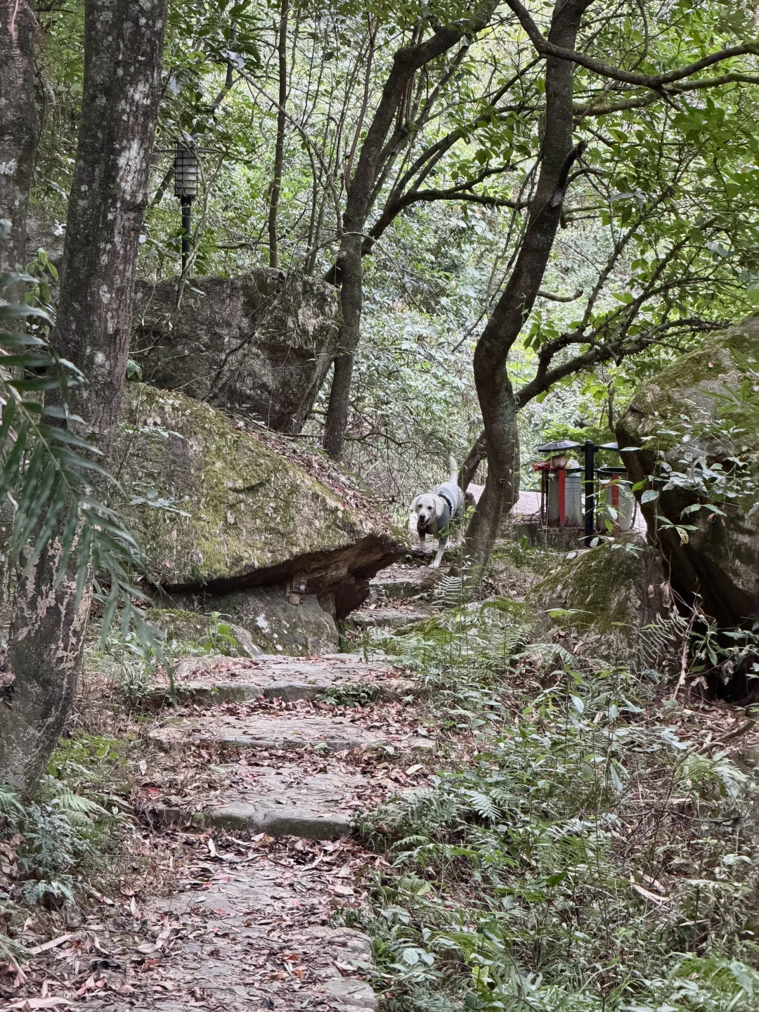 你问我厦门同安遛狗有多爽？ 如图所示！！