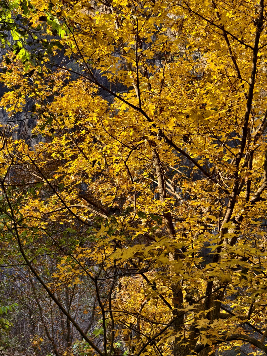 2025.11.4野三坡百里峡