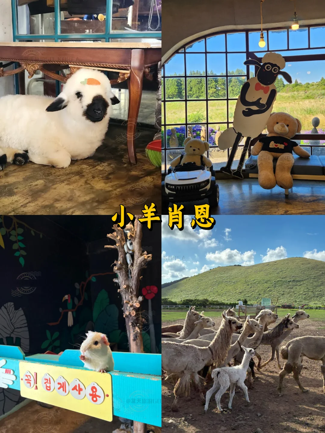 懒人必看❗️纯干货不绕路✅济州岛攻略