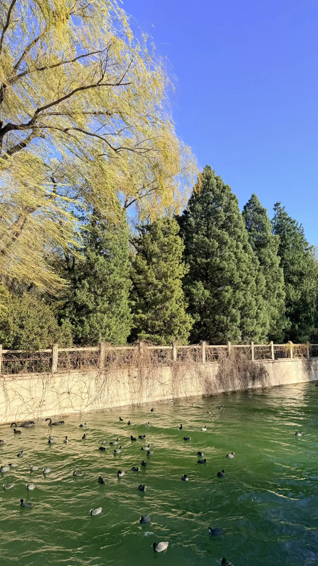 11.16的颐和园！美绝了