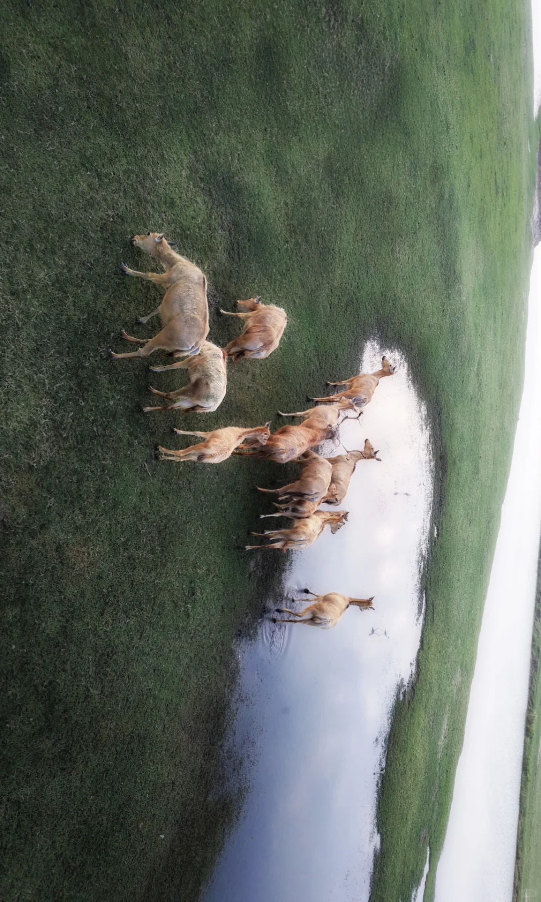 周末去了趟盐城，朋友都以为去了肯尼亚