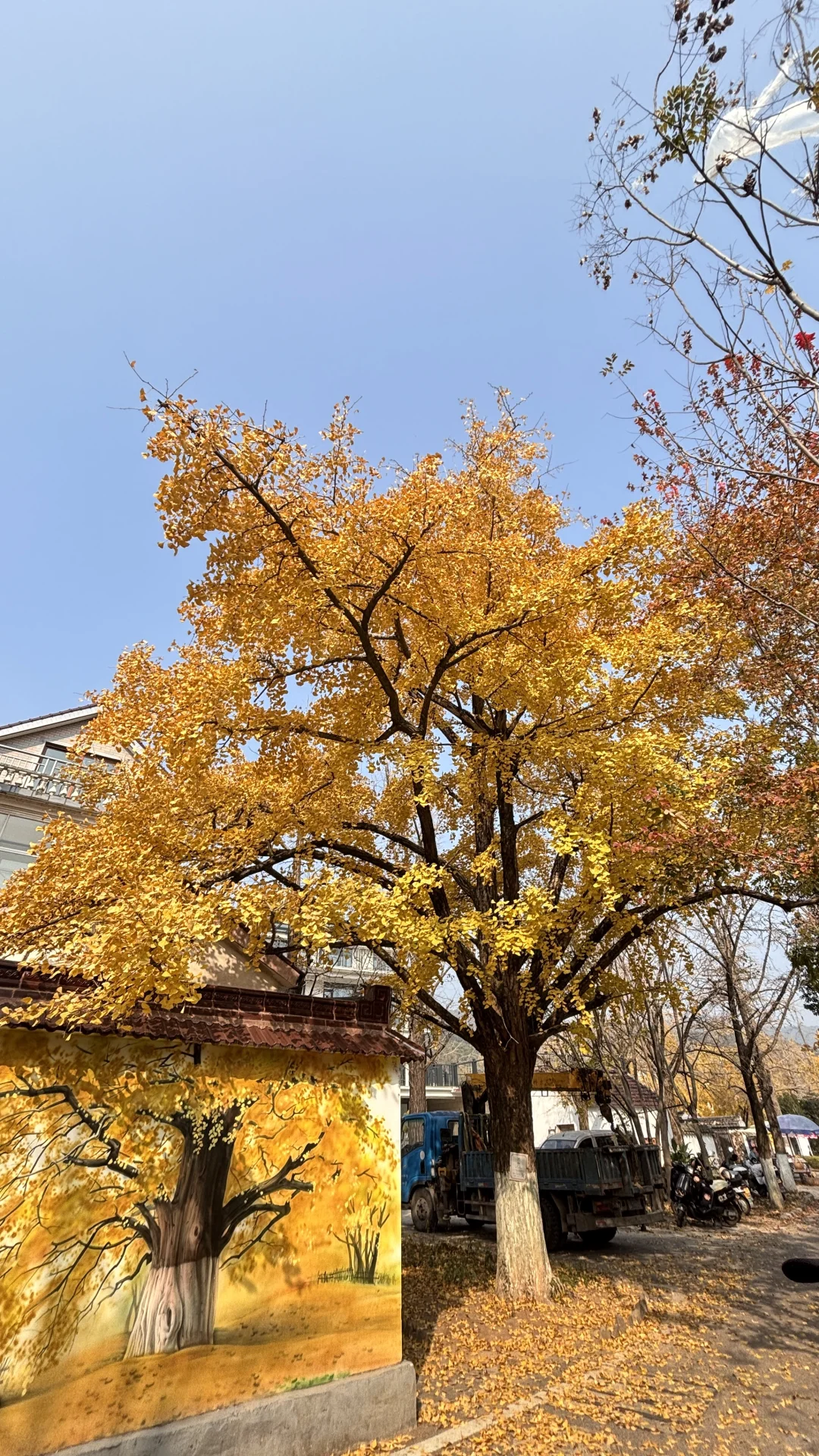 长兴八都岕十里银杏长廊去之前觉得一般