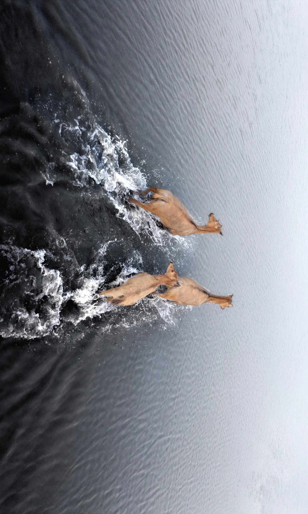 周末去了趟盐城，朋友都以为去了肯尼亚