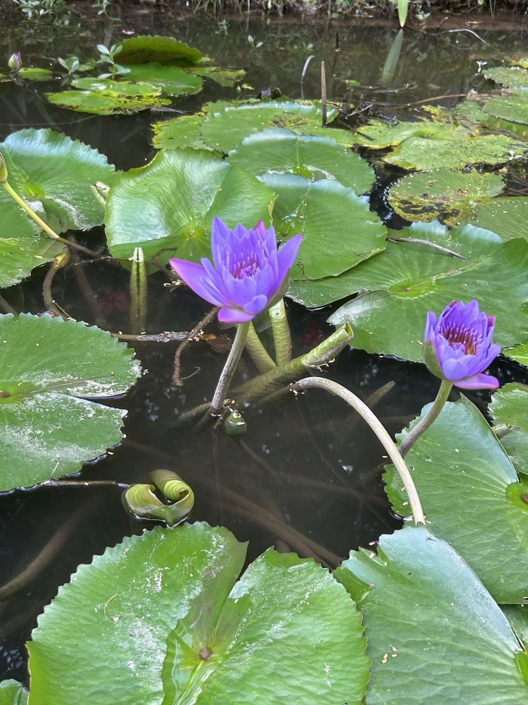 离职西双版纳篇