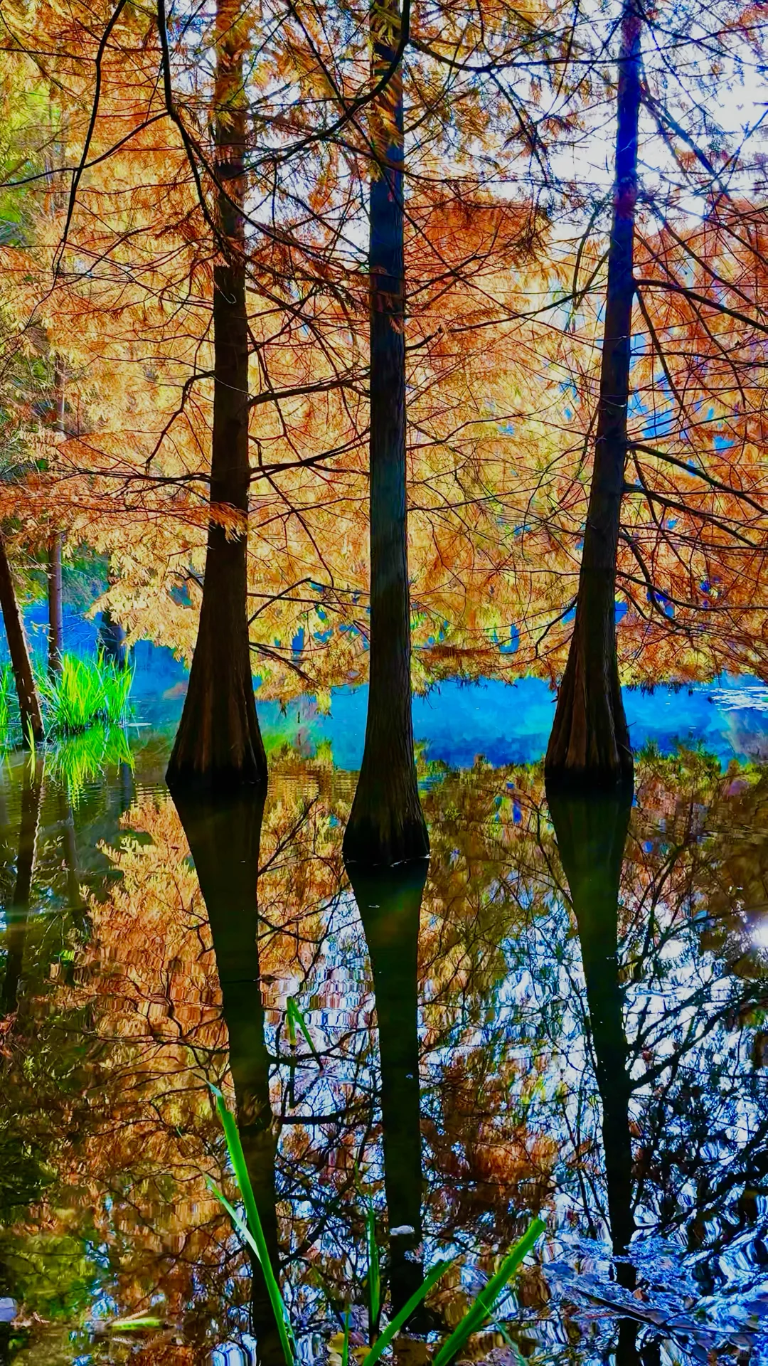 2025.11.13 | 南京落羽杉林杀疯了！！！！！！！！