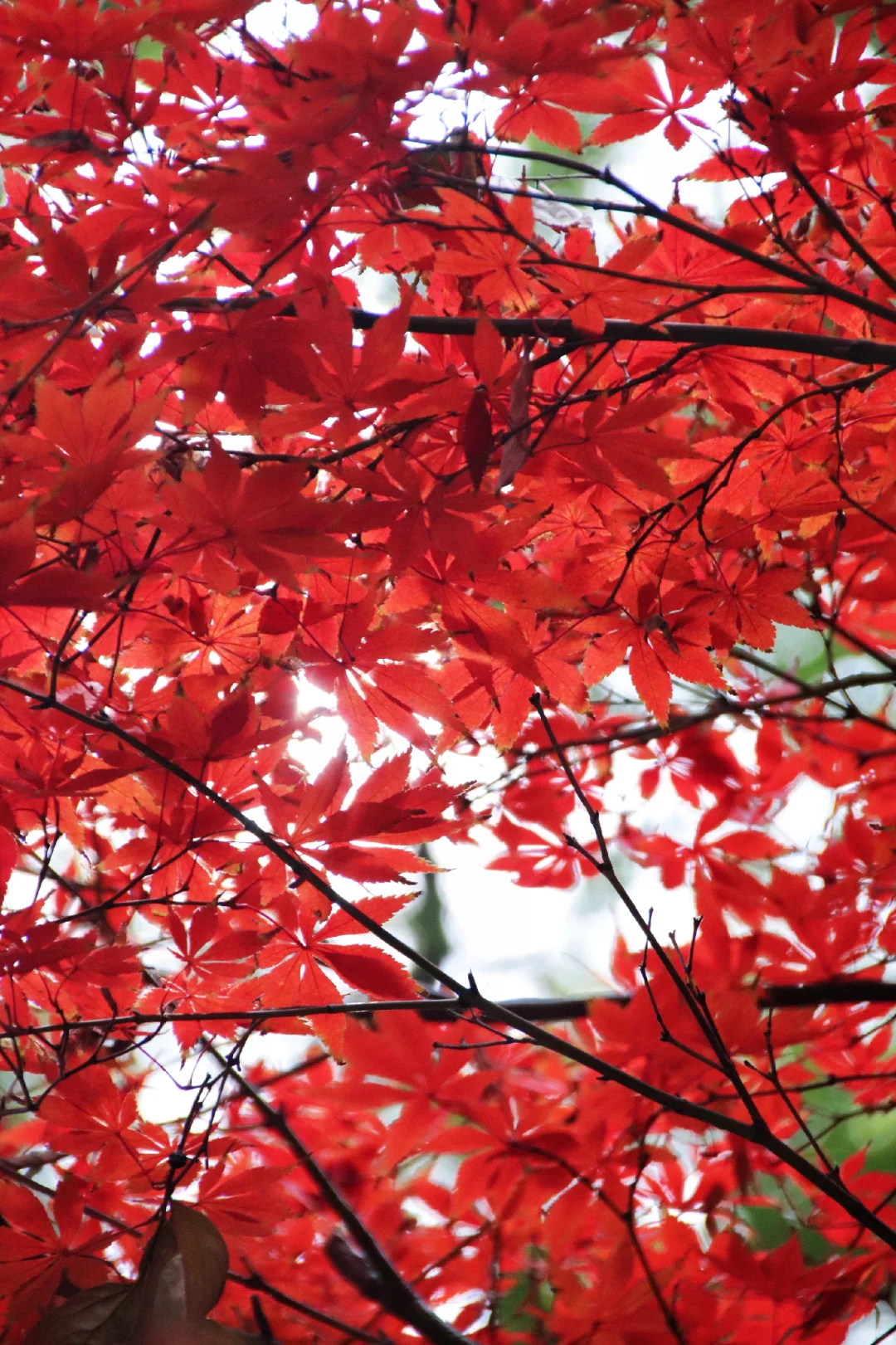 这个季节的惠山古镇，谁来了都要驻足欣赏