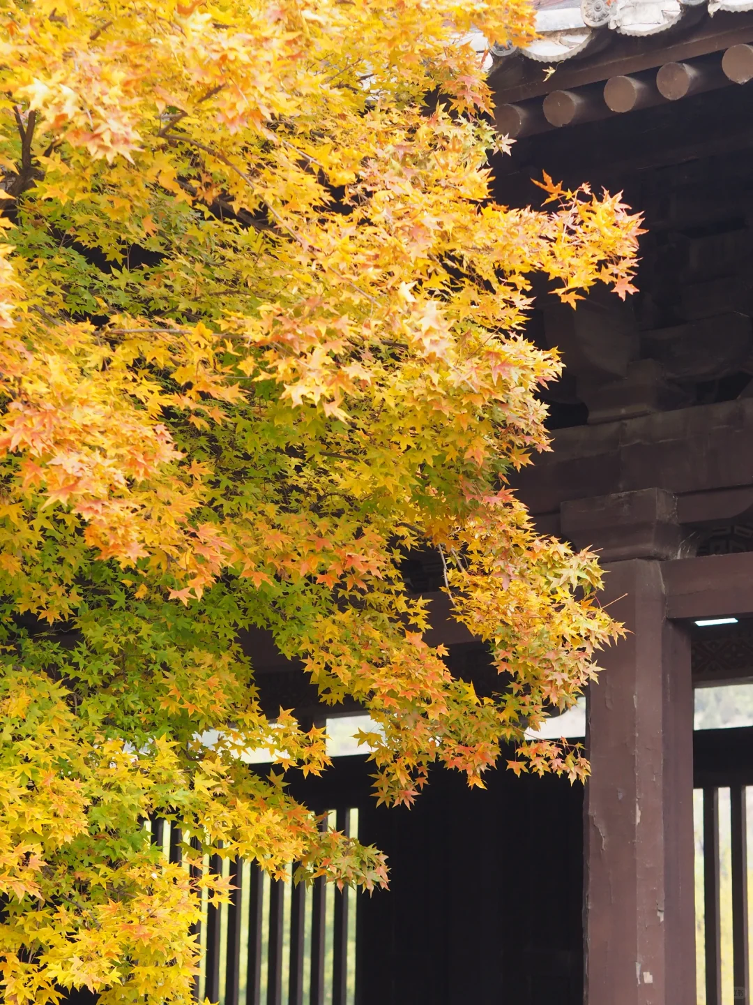 山西大同三日游🍂邂逅秋色与古建