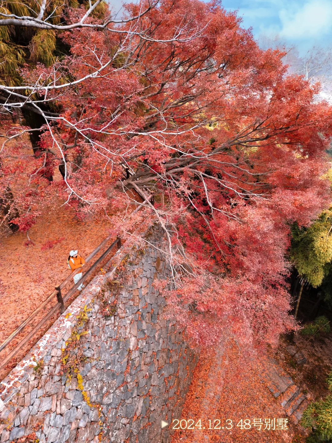 2025.11.20|莫干山的秋天红枫🍁杀疯了‼️
