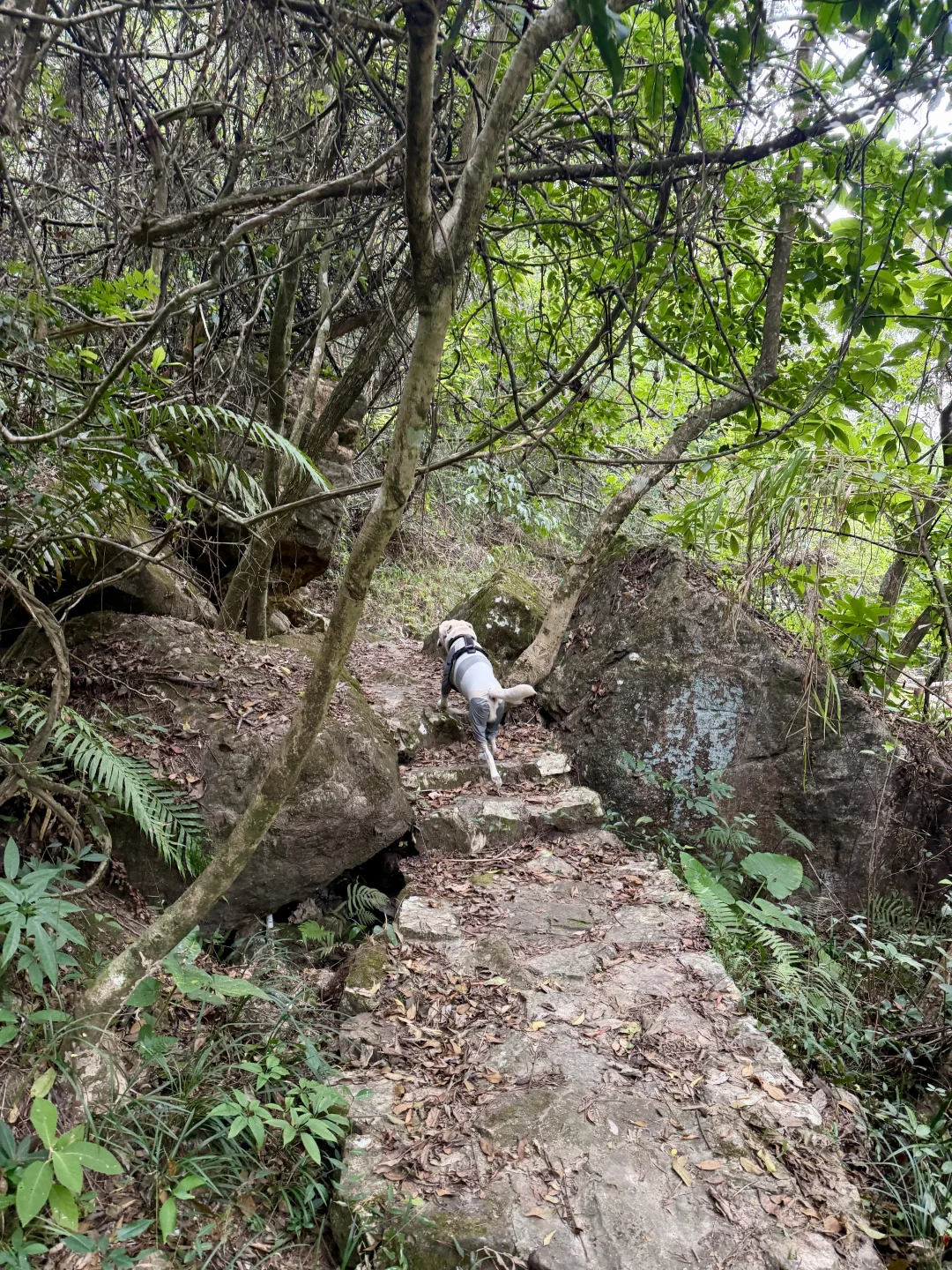你问我厦门同安遛狗有多爽？ 如图所示！！