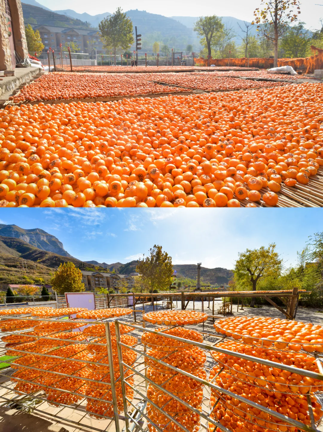 🔥山西绝美古村！把整个秋天“晒”给你看