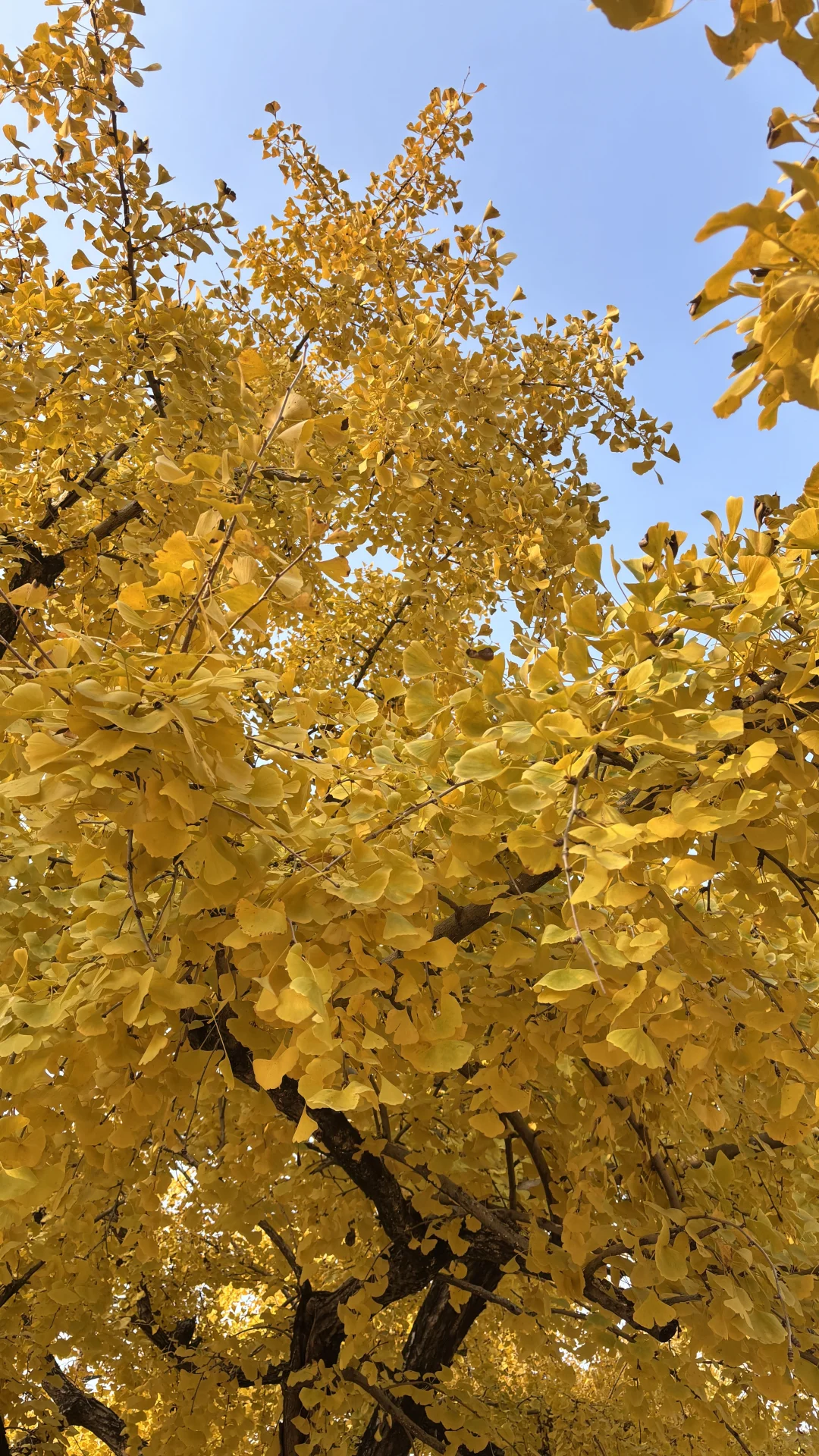 长兴八都岕十里银杏长廊去之前觉得一般