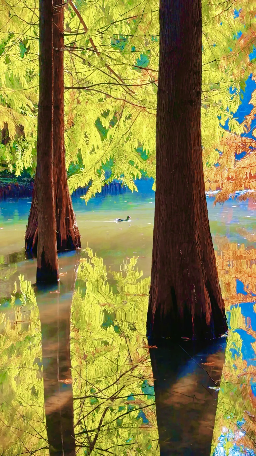 2025.11.13 | 南京落羽杉林杀疯了！！！！！！！！