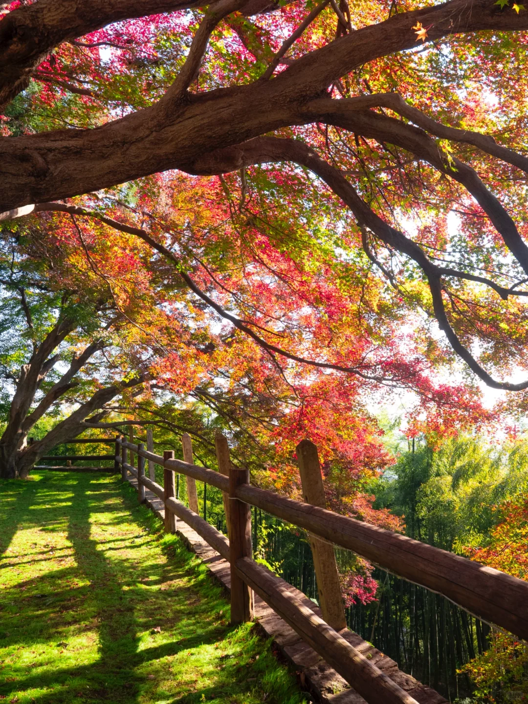 2025.11.20|莫干山的秋天红枫🍁杀疯了‼️