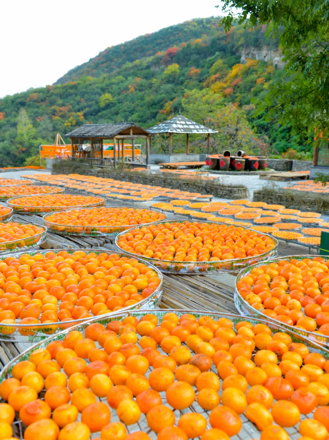 🔥山西绝美古村！把整个秋天“晒”给你看