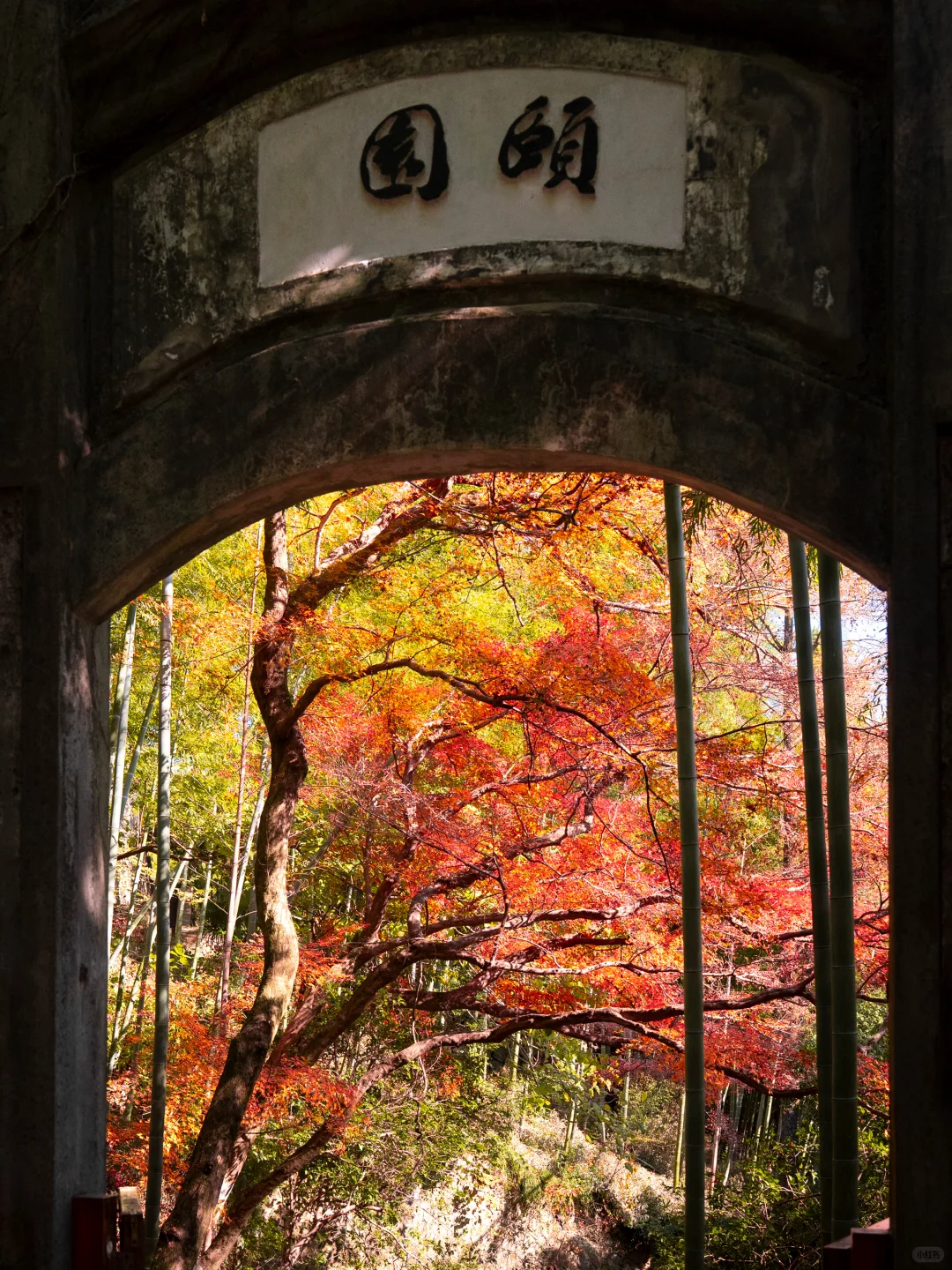 2025.11.20|莫干山的秋天红枫🍁杀疯了‼️