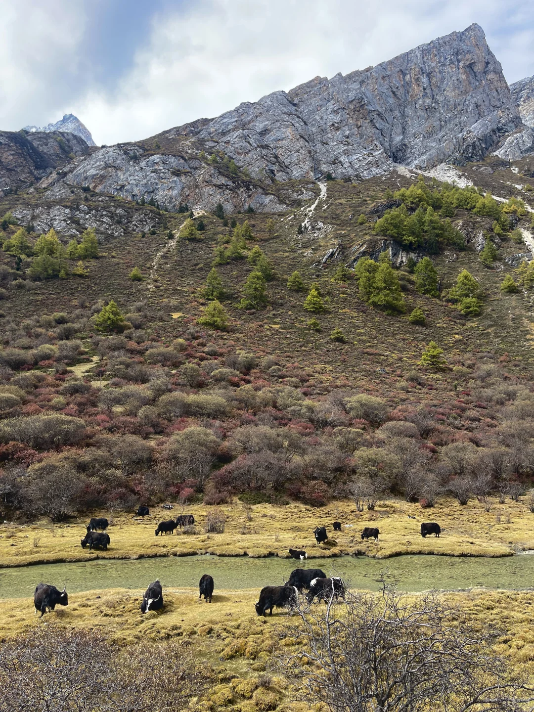 稻城亚丁的秋天，是上帝打翻的调色盘！🏔️