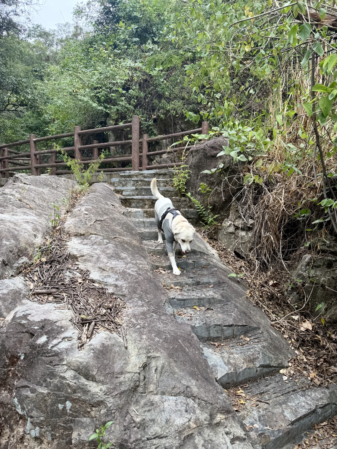 你问我厦门同安遛狗有多爽？ 如图所示！！