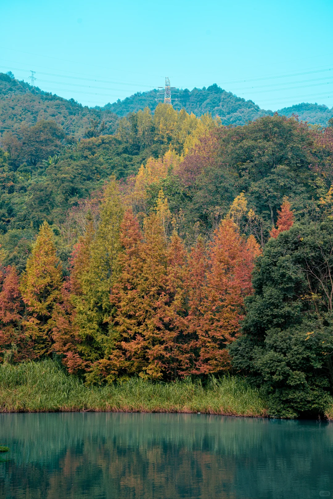 🍂北碚这条免费小众路线藏了整个秋天！