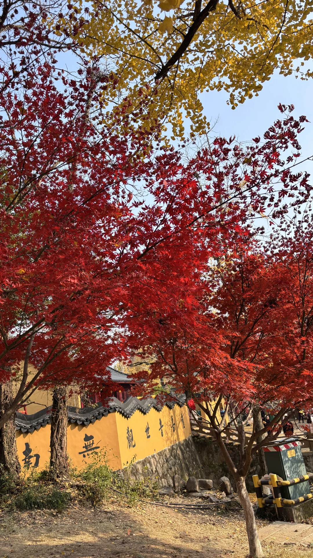 长兴八都岕十里银杏长廊去之前觉得一般