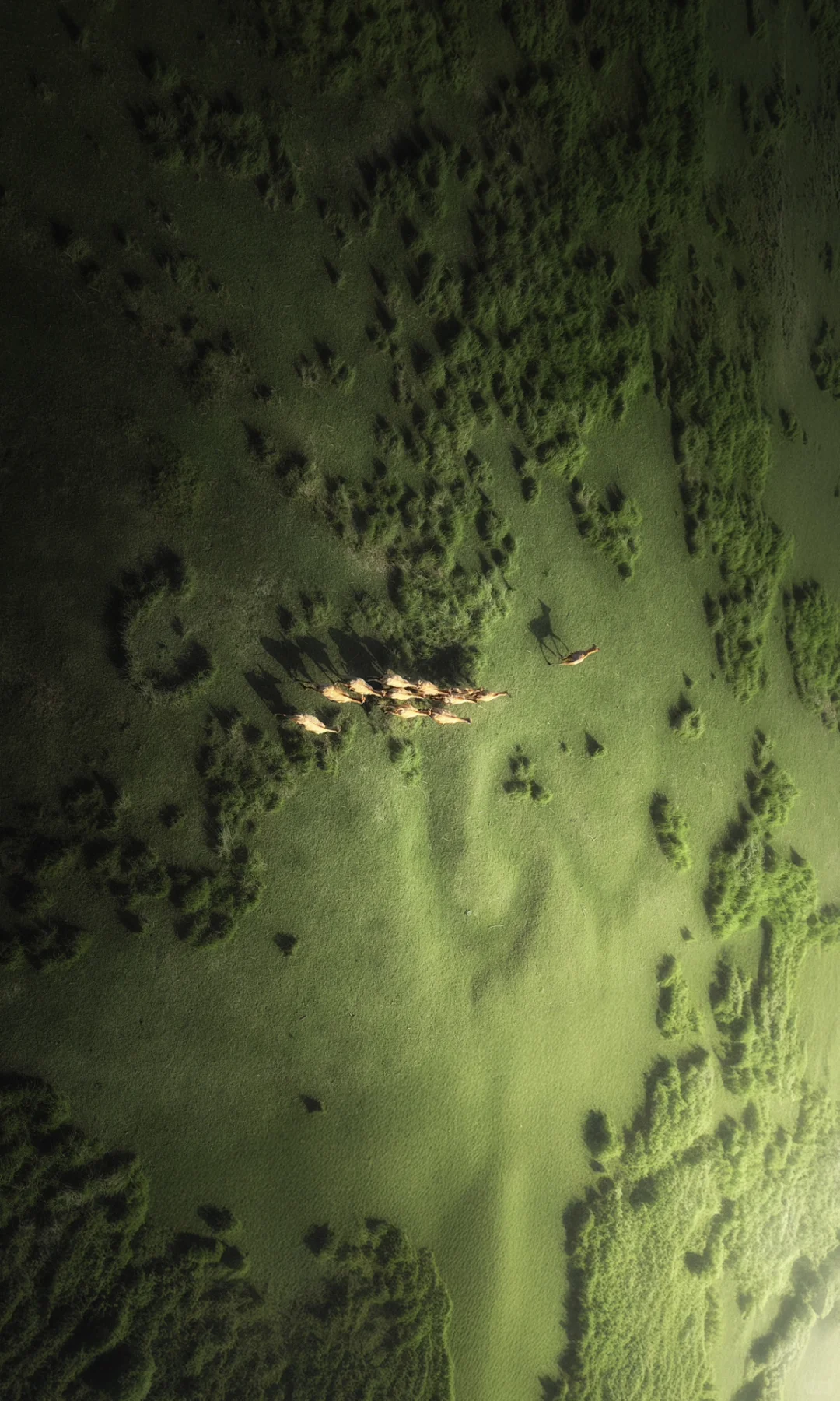 周末去了趟盐城，朋友都以为去了肯尼亚