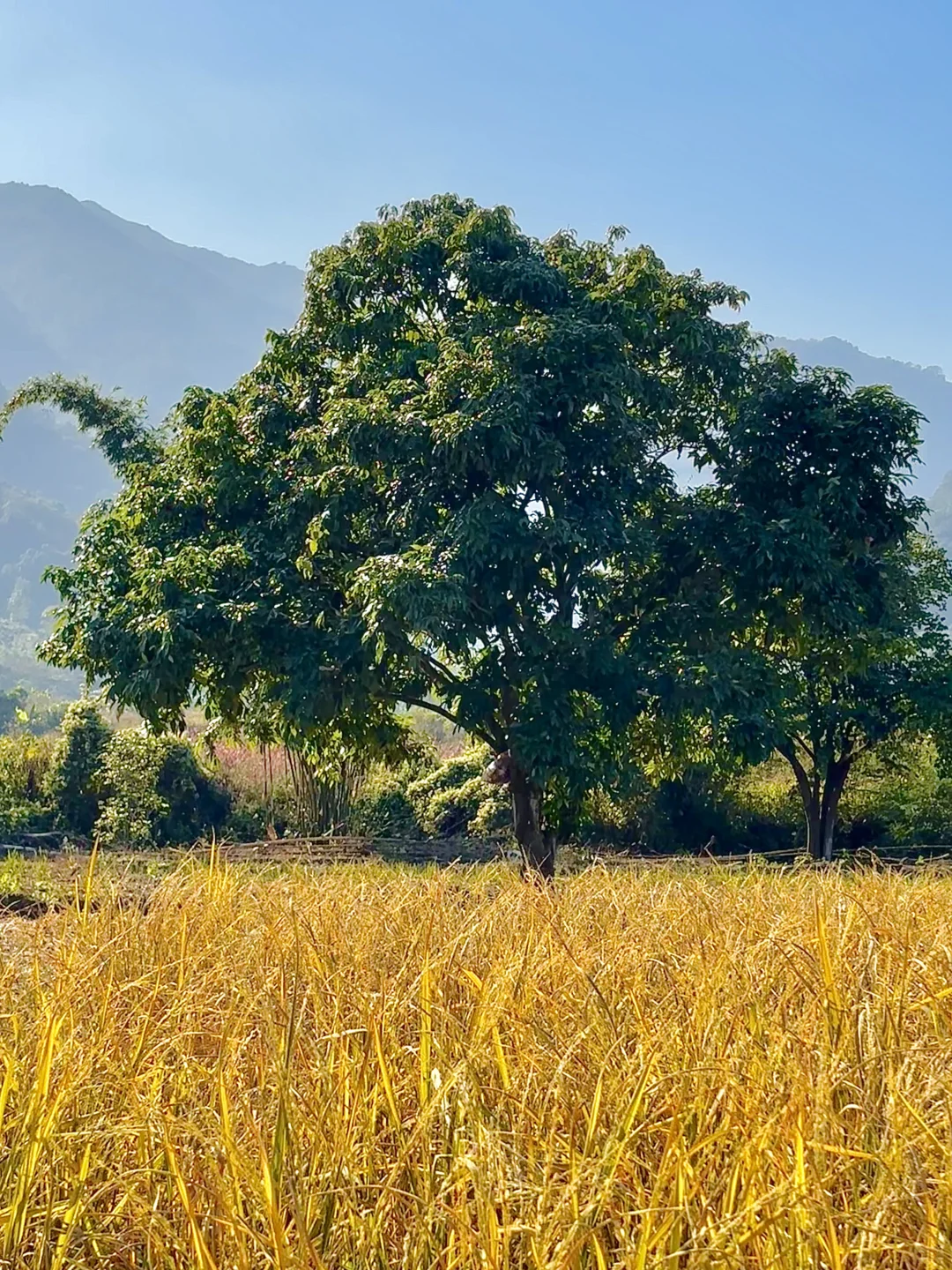 自由的风🏞️🌳🍃
