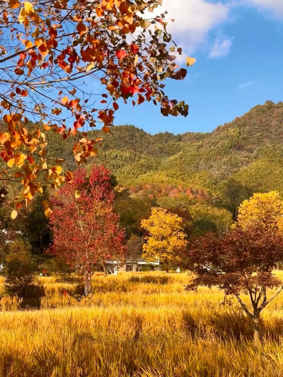 《国家地理》没骗人😭11~12月去徽州赏秋绝了