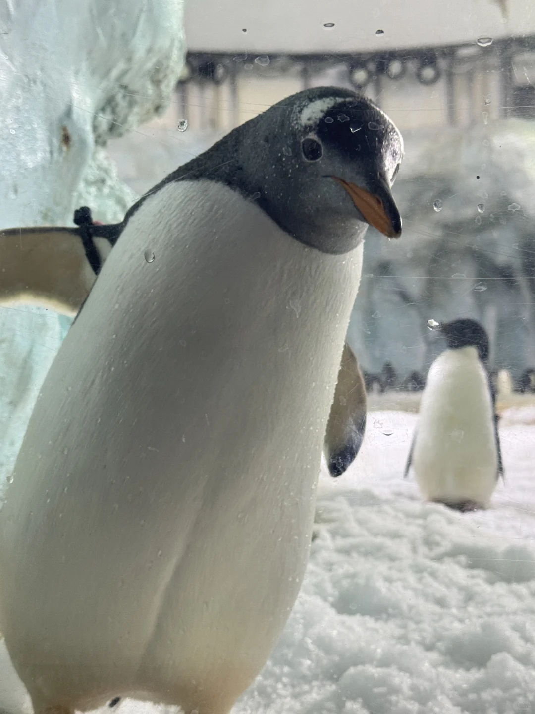3.8折拿下珠海长隆吃住玩套餐，双11囤好价！