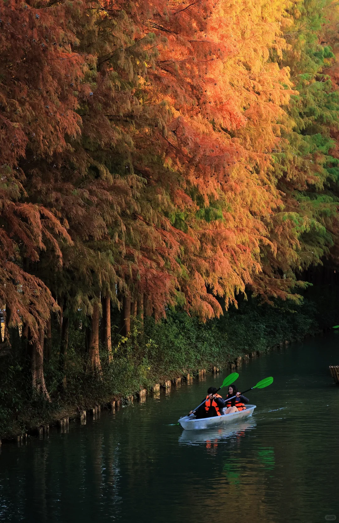 虎丘湿地公园|封神的水杉与红枫🍁,附全攻略