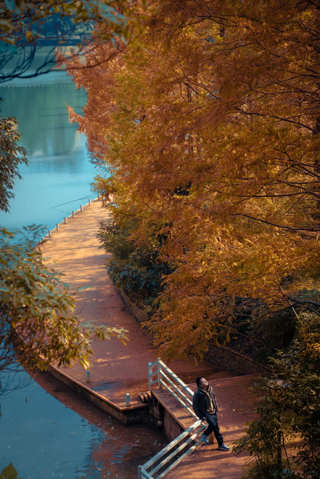 🍂北碚这条免费小众路线藏了整个秋天！