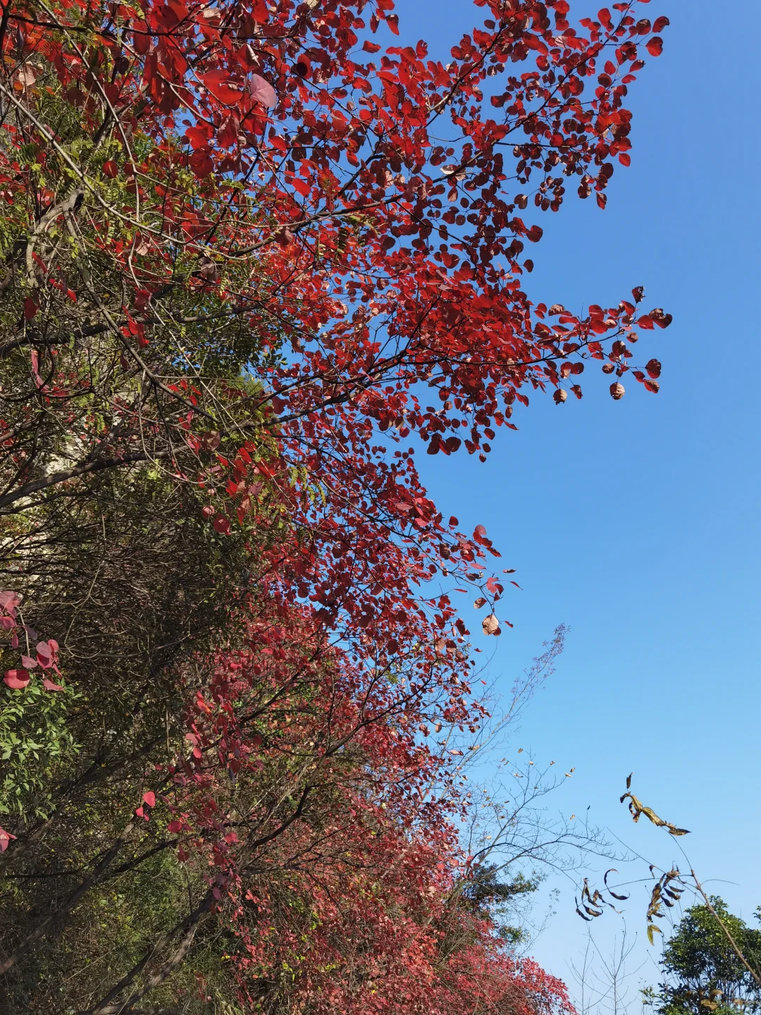 终于搞明白巫山神女天路景区。