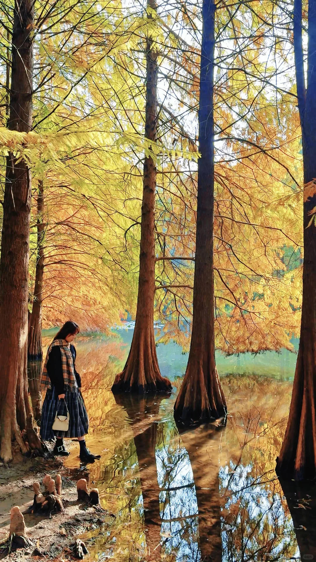 2025.11.13 | 南京落羽杉林杀疯了！！！！！！！！