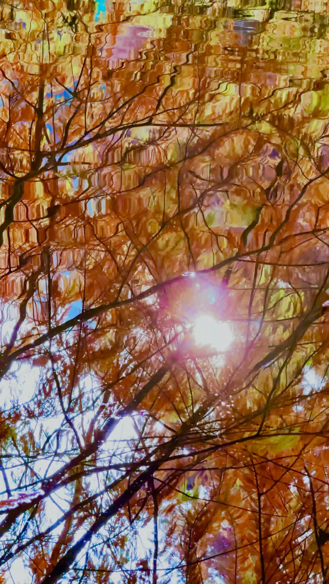 2025.11.13 | 南京落羽杉林杀疯了！！！！！！！！