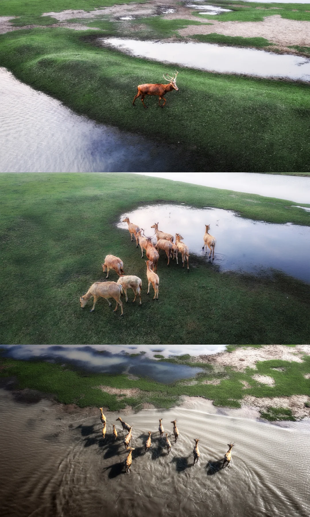 周末去了趟盐城，朋友都以为去了肯尼亚