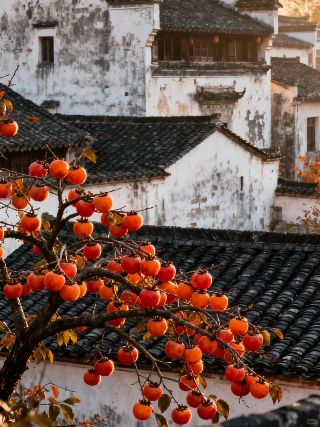 《国家地理》没骗人😭11~12月去徽州赏秋绝了