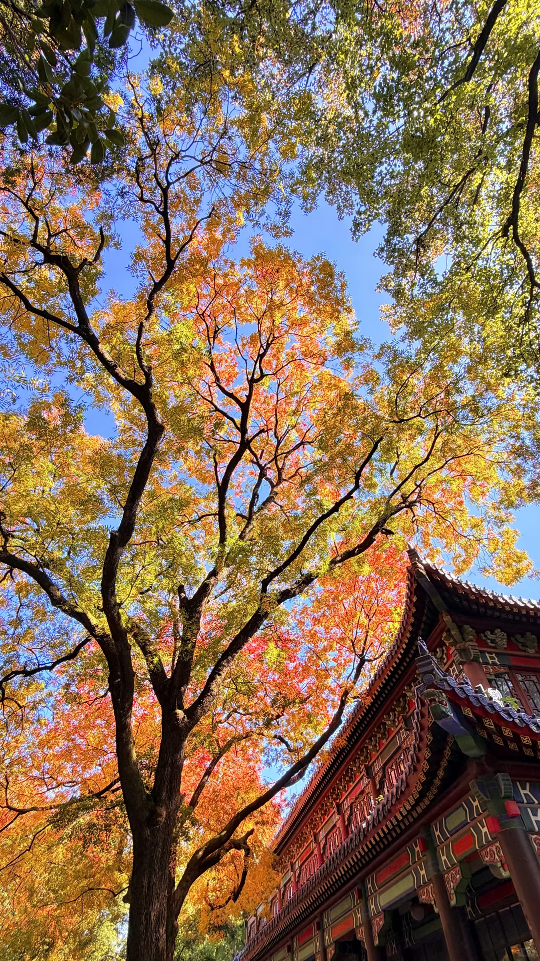 南京灵谷寺，苦等一年，终于看到了彩虹树！！！！