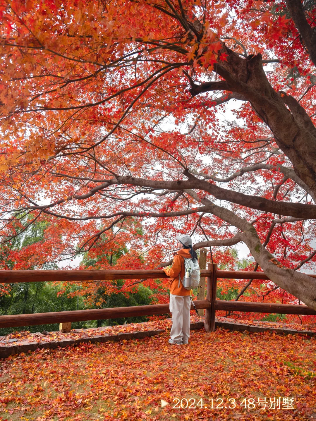 2025.11.20|莫干山的秋天红枫🍁杀疯了‼️