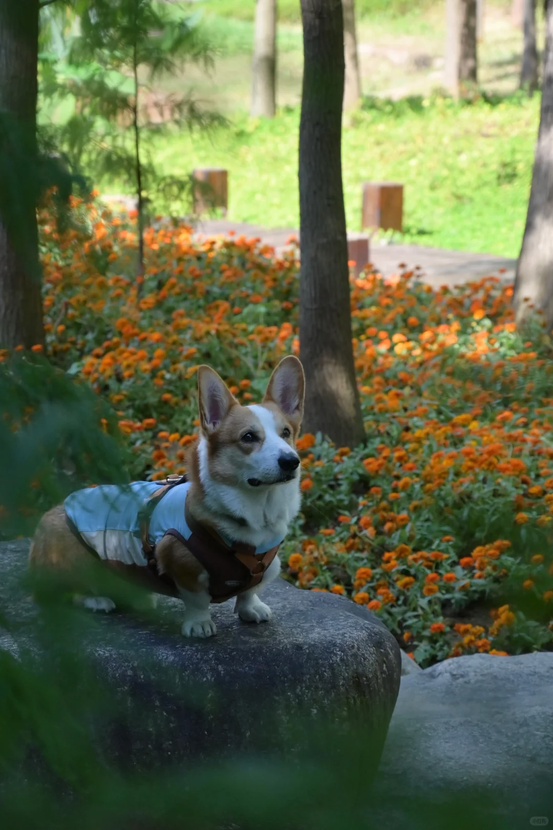 广州从化｜天人山水｜周末遛狗