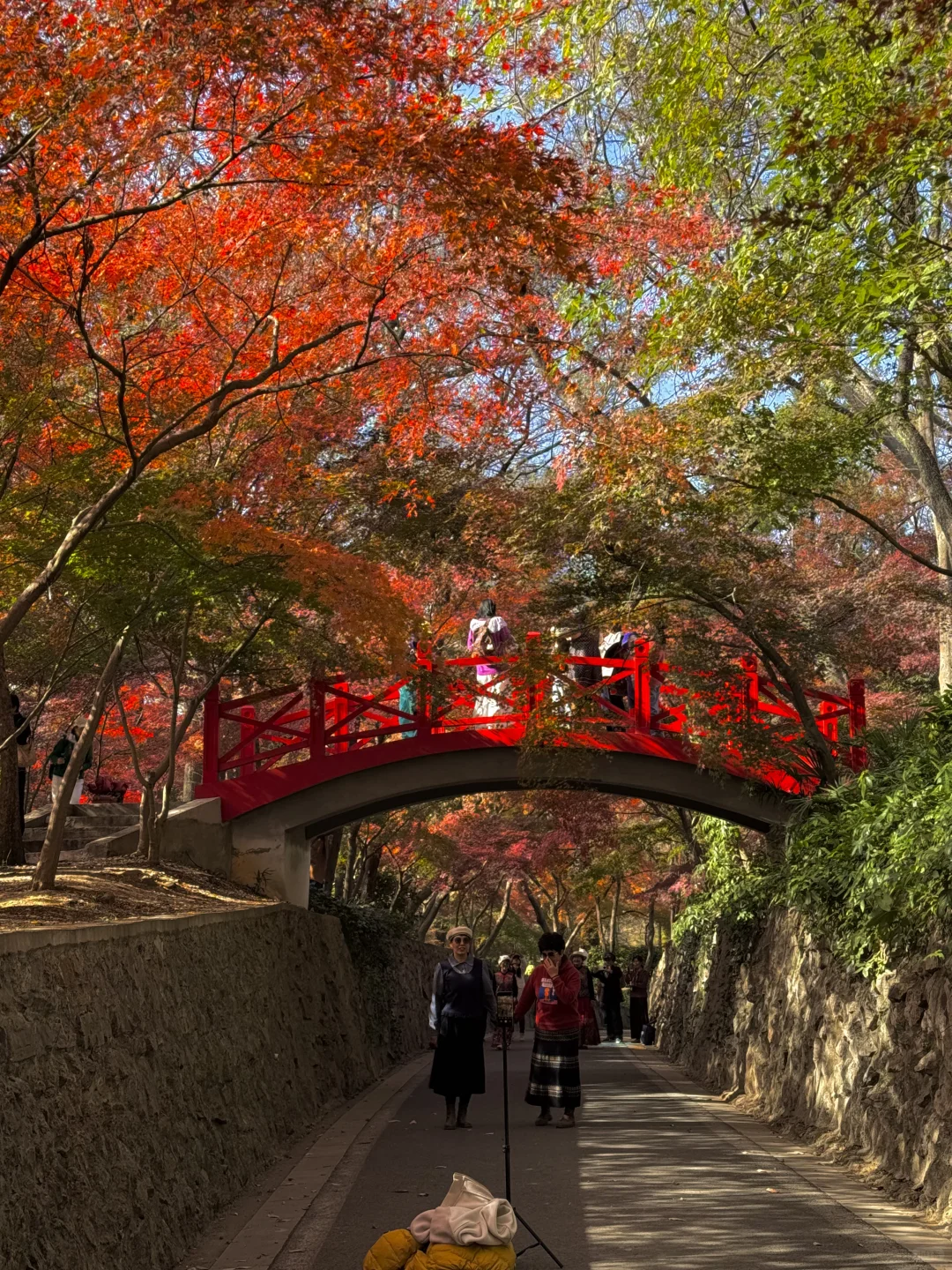 11.28实况！不在京都 在南京🍁枫叶美哭了🥹