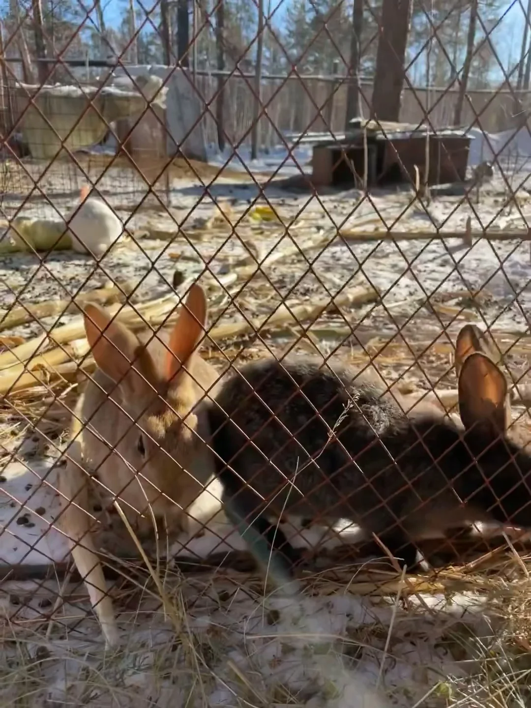 和好朋友一起从哈尔滨-漠河找北🚂雪国列车