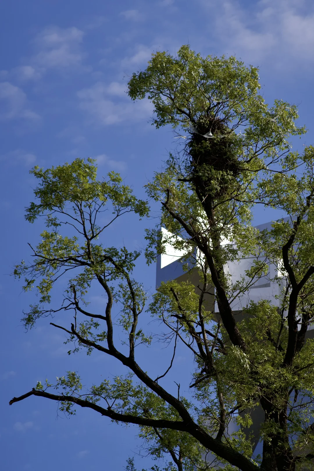 在武汉蔡甸找到了鹿客岛的平替，乌桕树已红