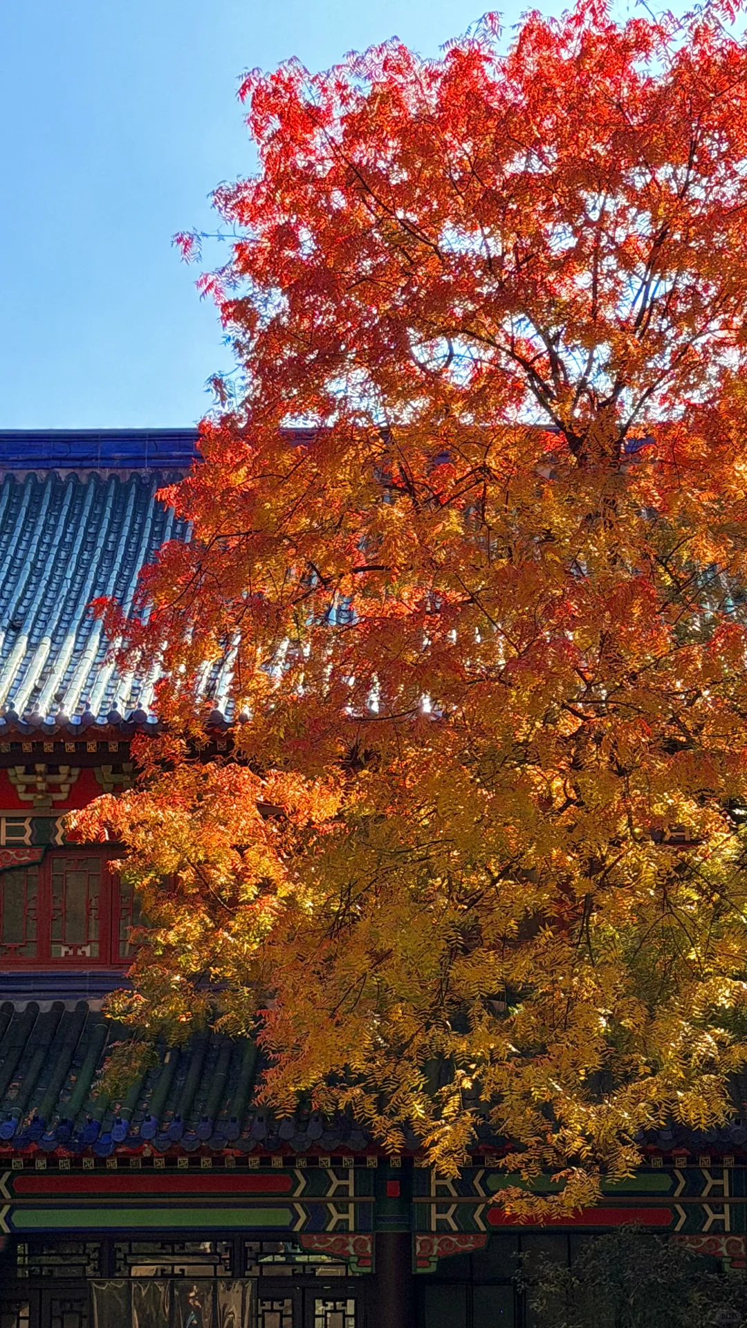 南京灵谷寺，苦等一年，终于看到了彩虹树！！！！