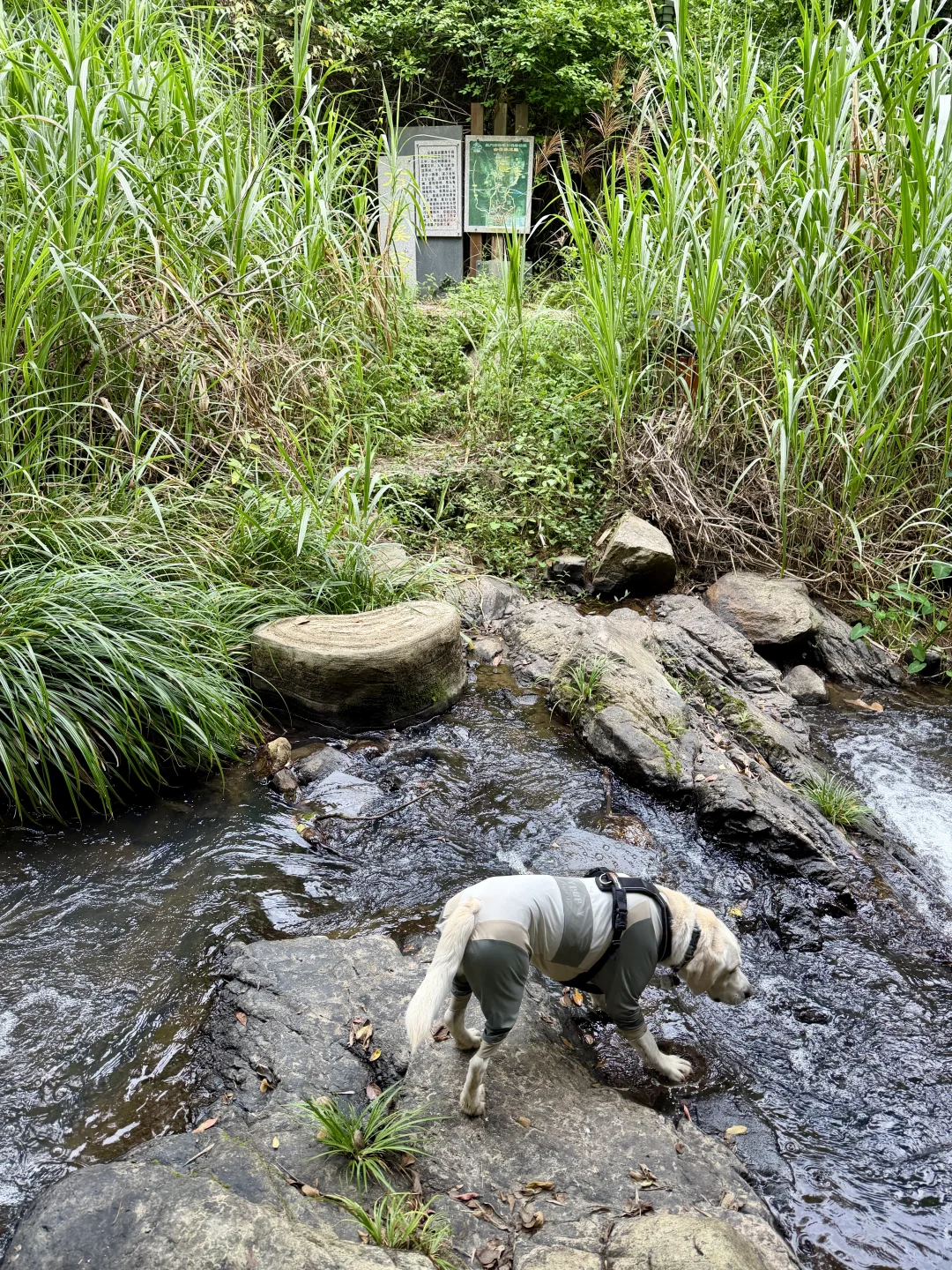 你问我厦门同安遛狗有多爽？ 如图所示！！