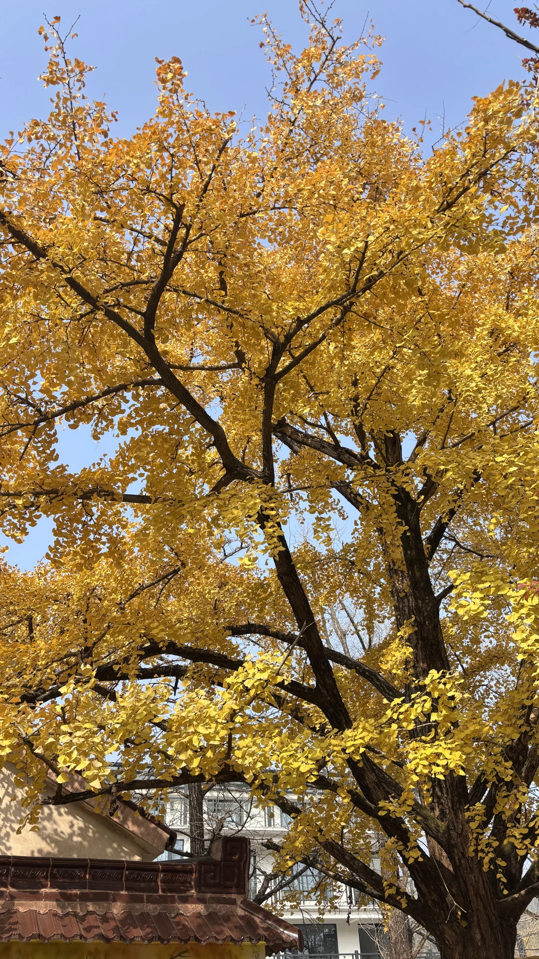 长兴八都岕十里银杏长廊去之前觉得一般