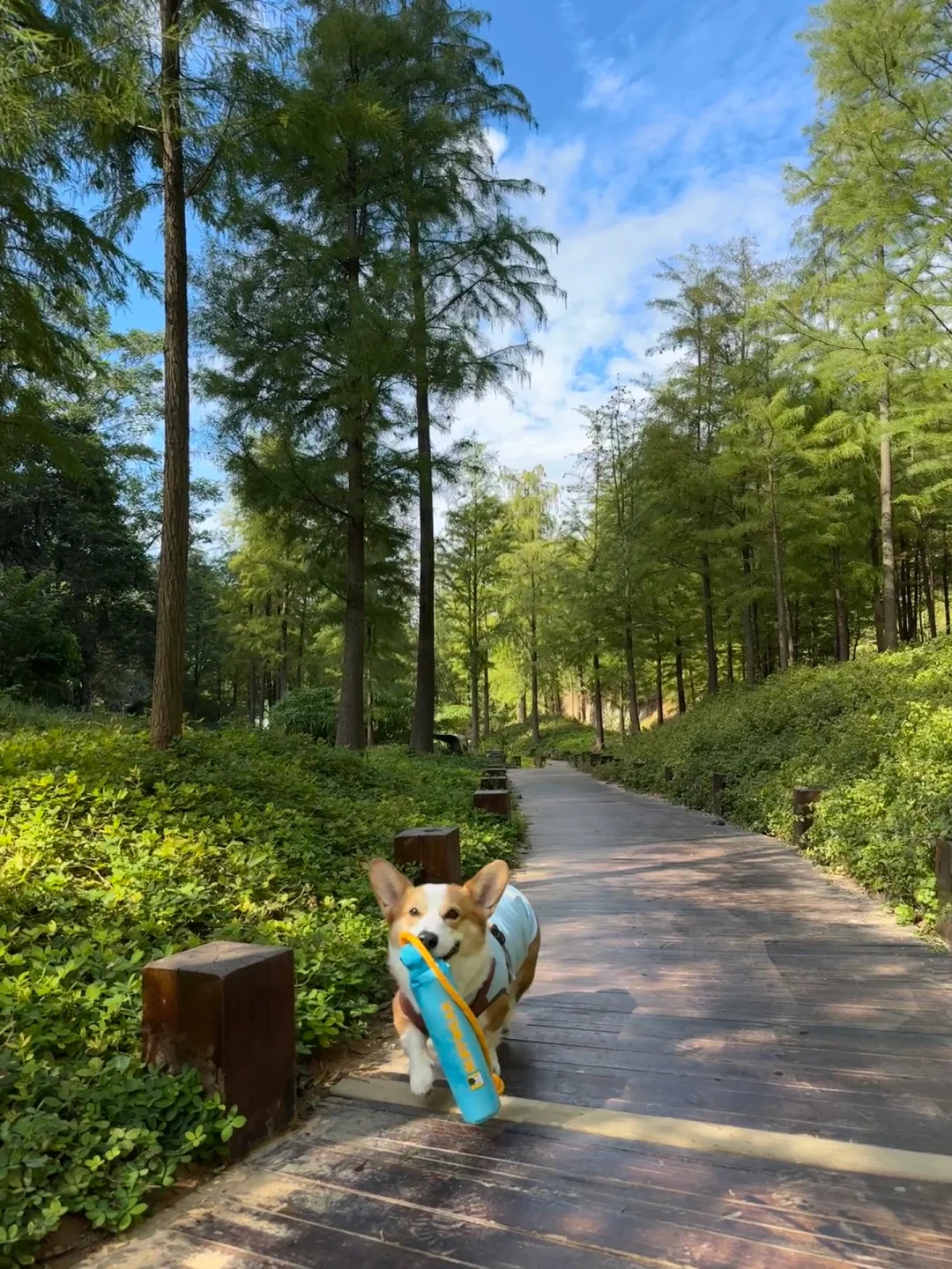 广州从化｜天人山水｜周末遛狗