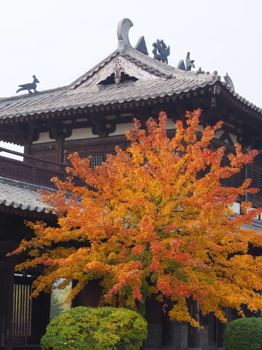 山西大同三日游🍂邂逅秋色与古建