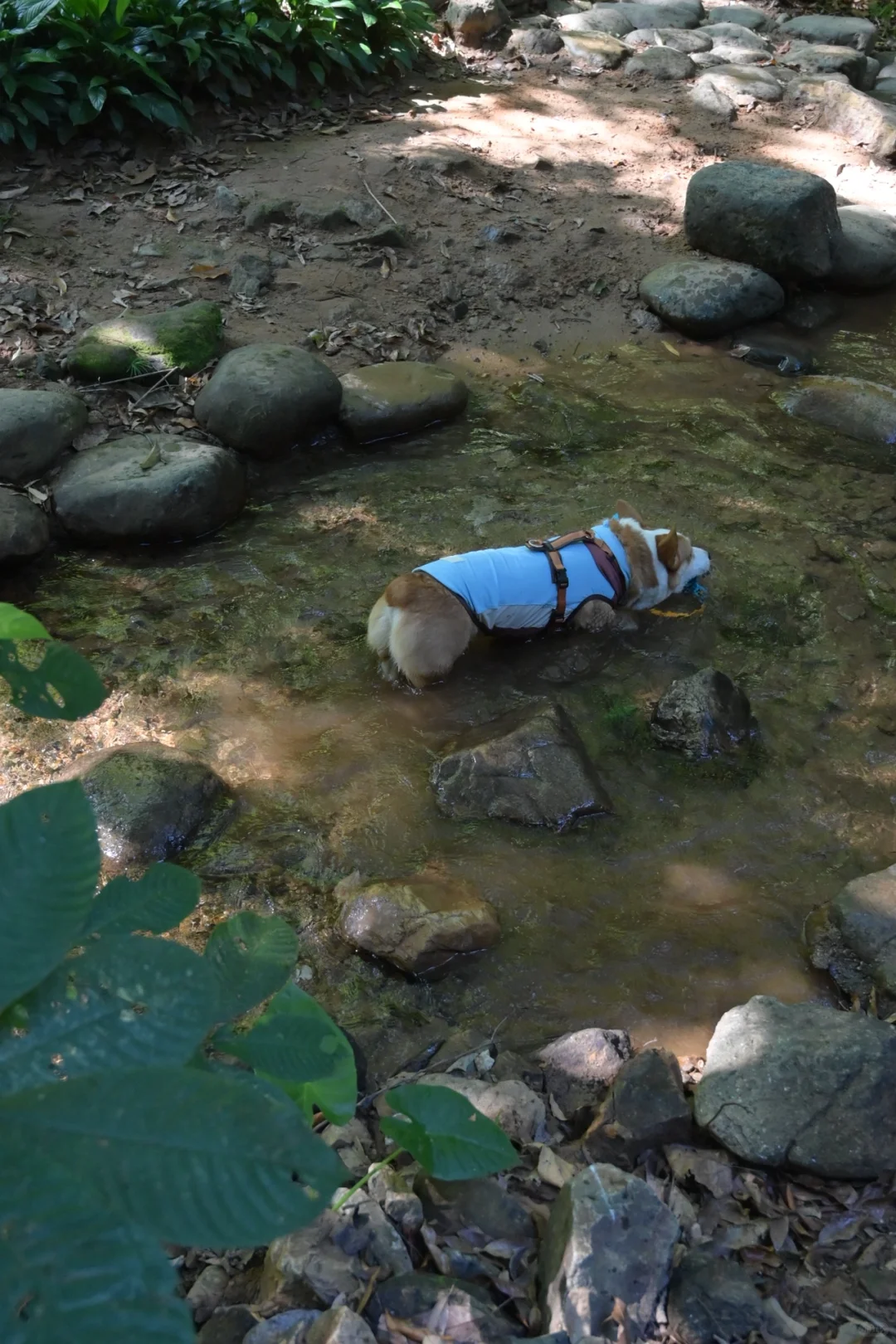 广州从化｜天人山水｜周末遛狗