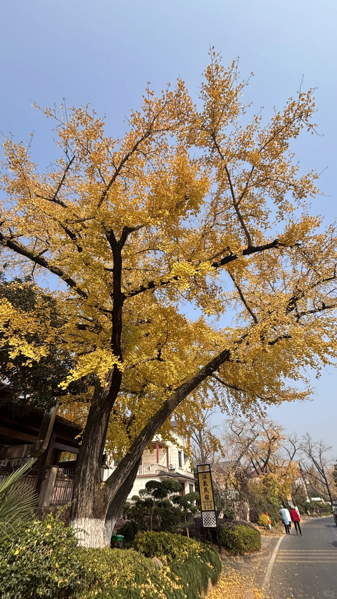 长兴八都岕十里银杏长廊去之前觉得一般