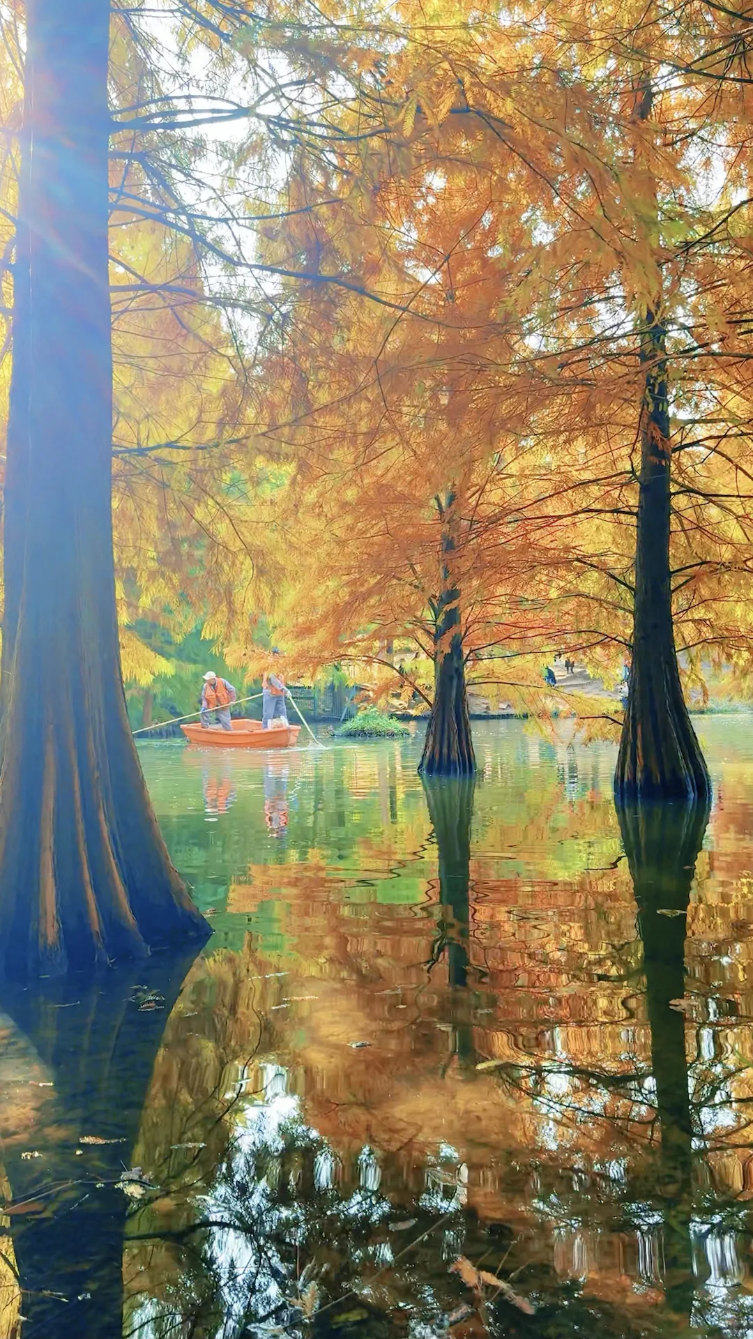 2025.11.13 | 南京落羽杉林杀疯了！！！！！！！！