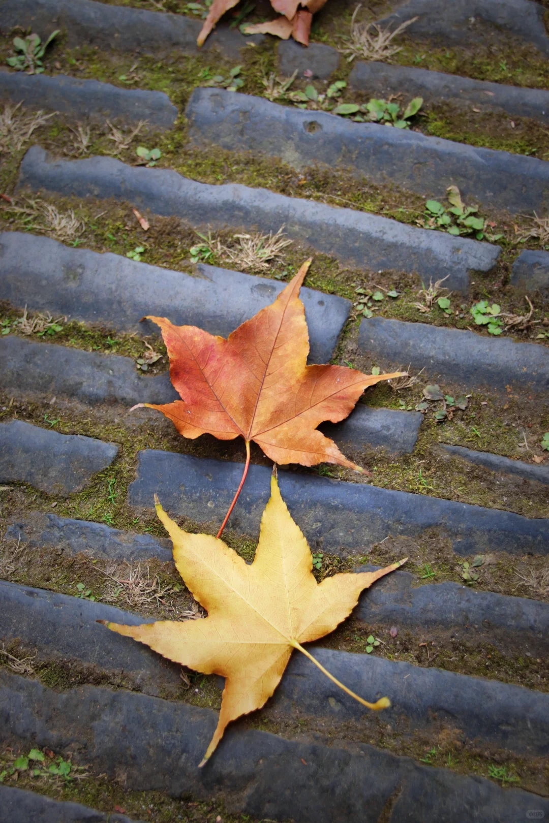这个季节的惠山古镇，谁来了都要驻足欣赏