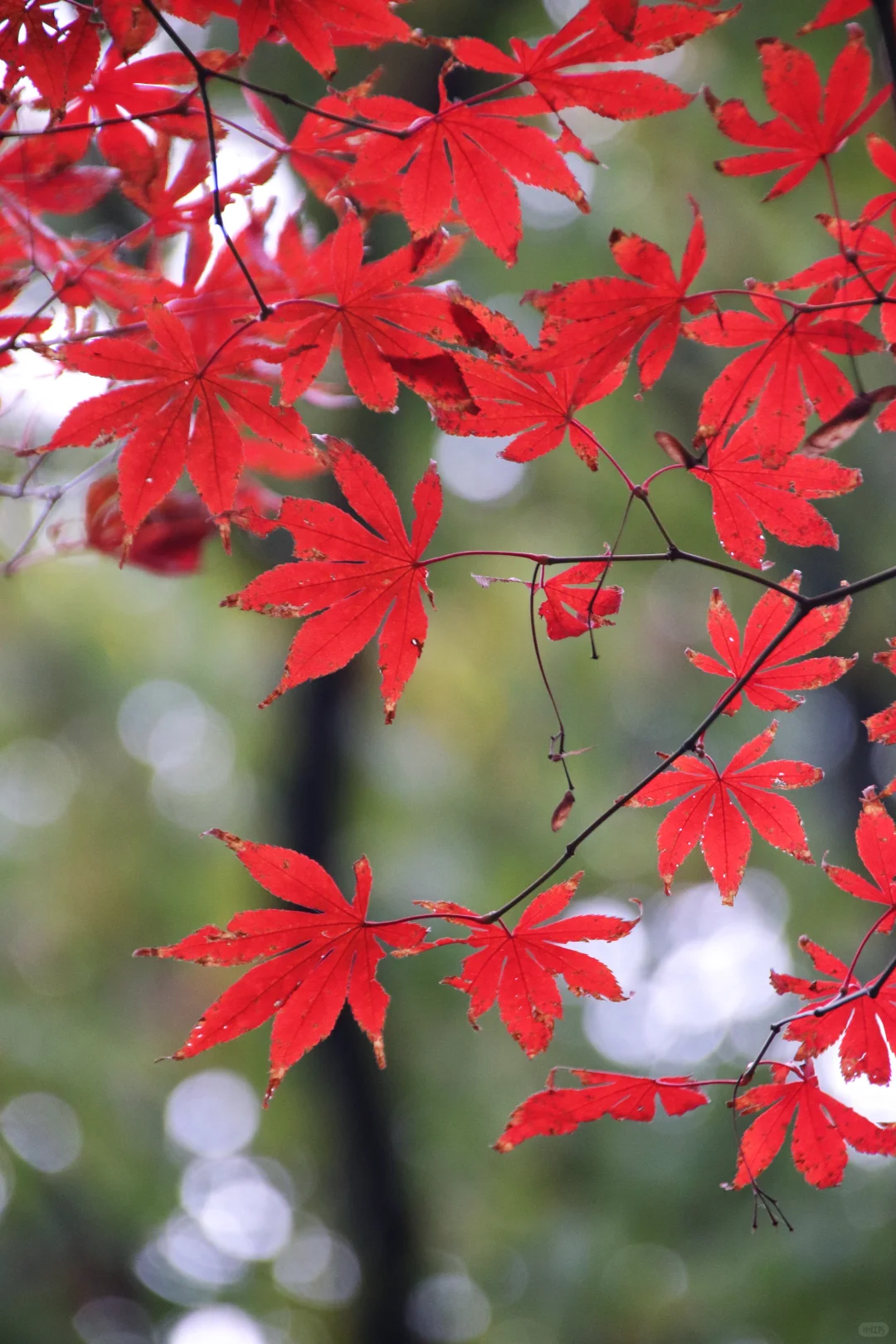 这个季节的惠山古镇，谁来了都要驻足欣赏